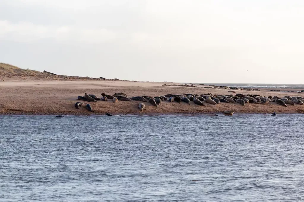 Newburgh Seal Beach